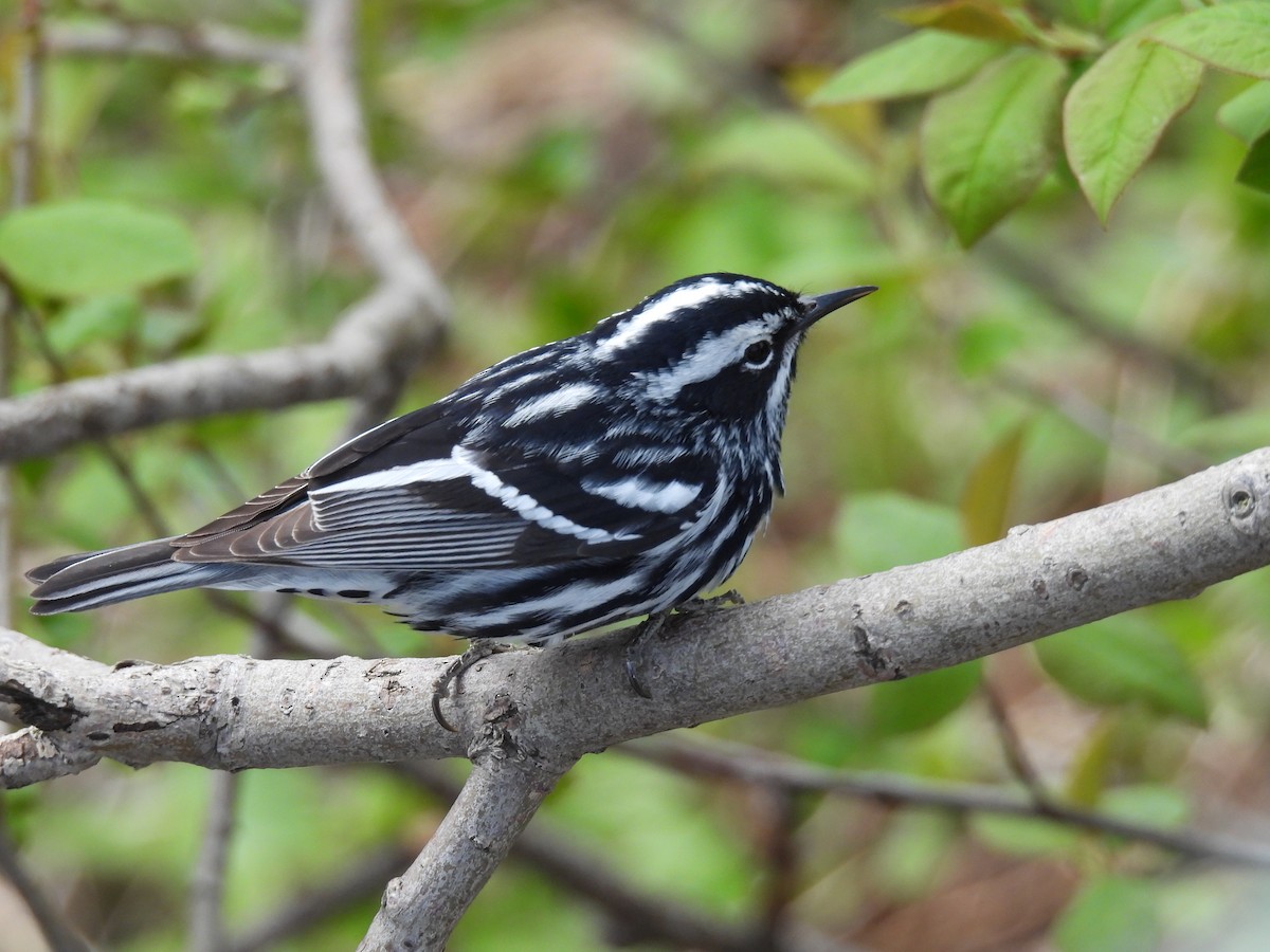 Black-and-white Warbler - ML618958390