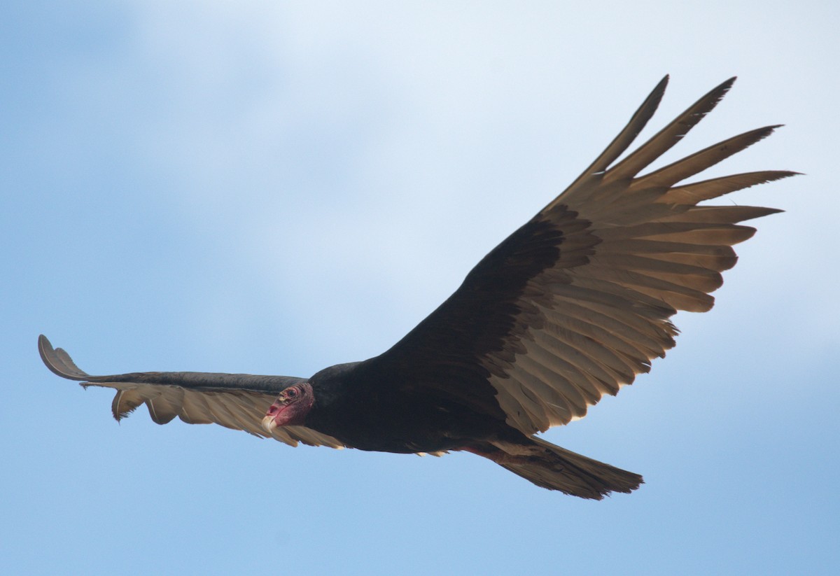 Turkey Vulture - ML618958470
