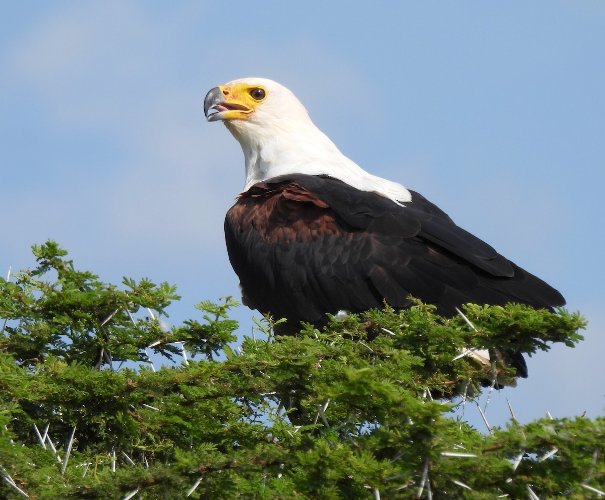 African Fish-Eagle - ML618958482