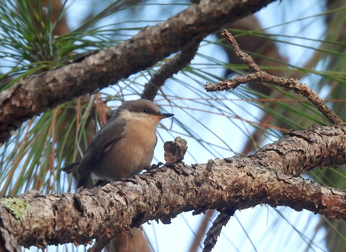 Brown-headed Nuthatch - ML618958484