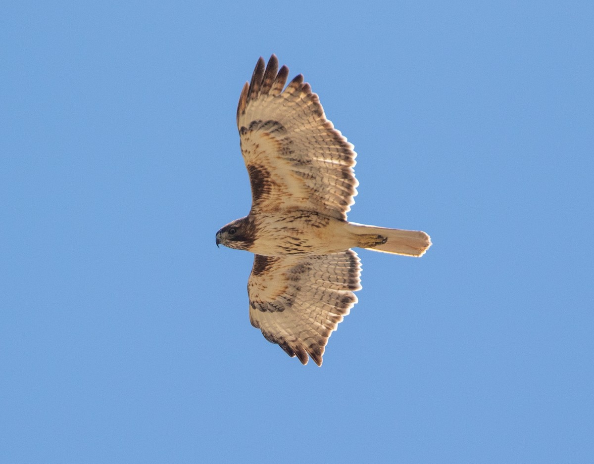 Red-tailed Hawk - William Price
