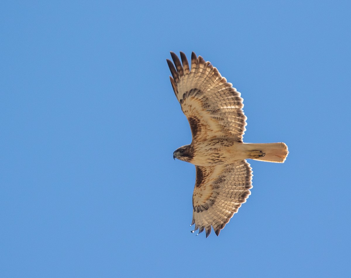 Red-tailed Hawk - ML618958492