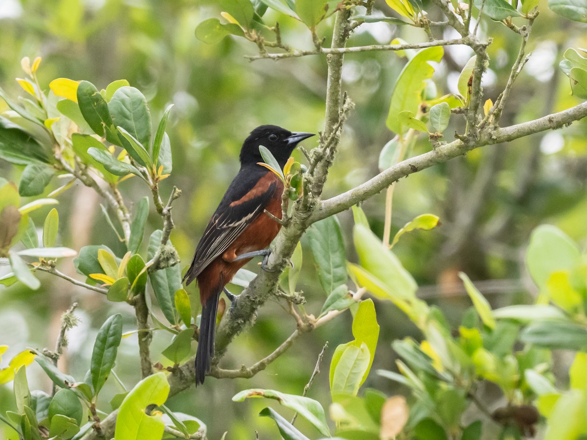 Orchard Oriole - ML618958535