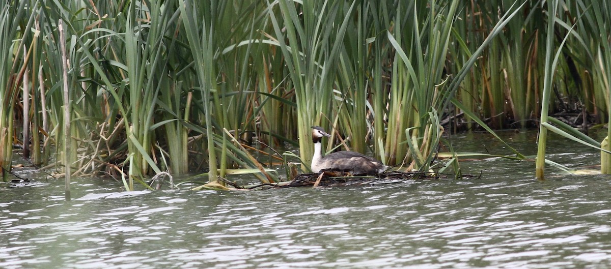 Great Crested Grebe - Anabel&Geoff Harries