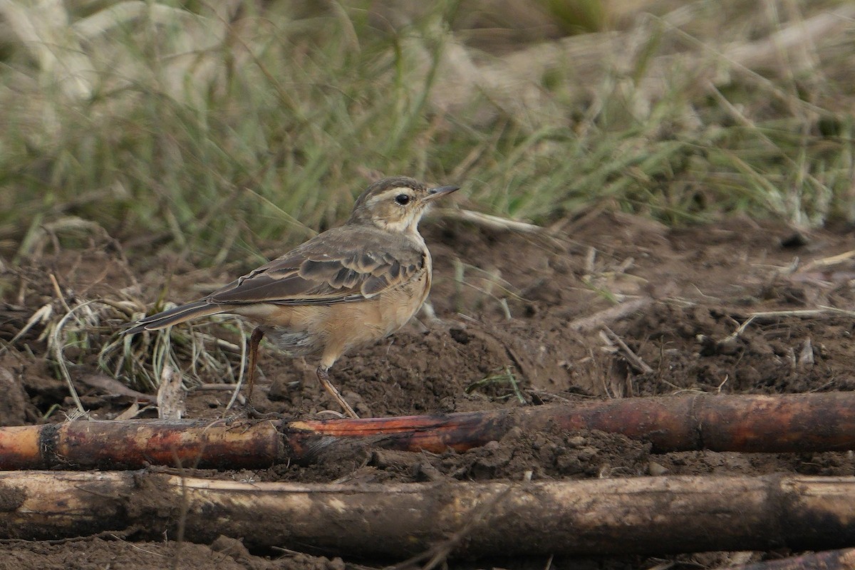 African Pipit - ML618958550