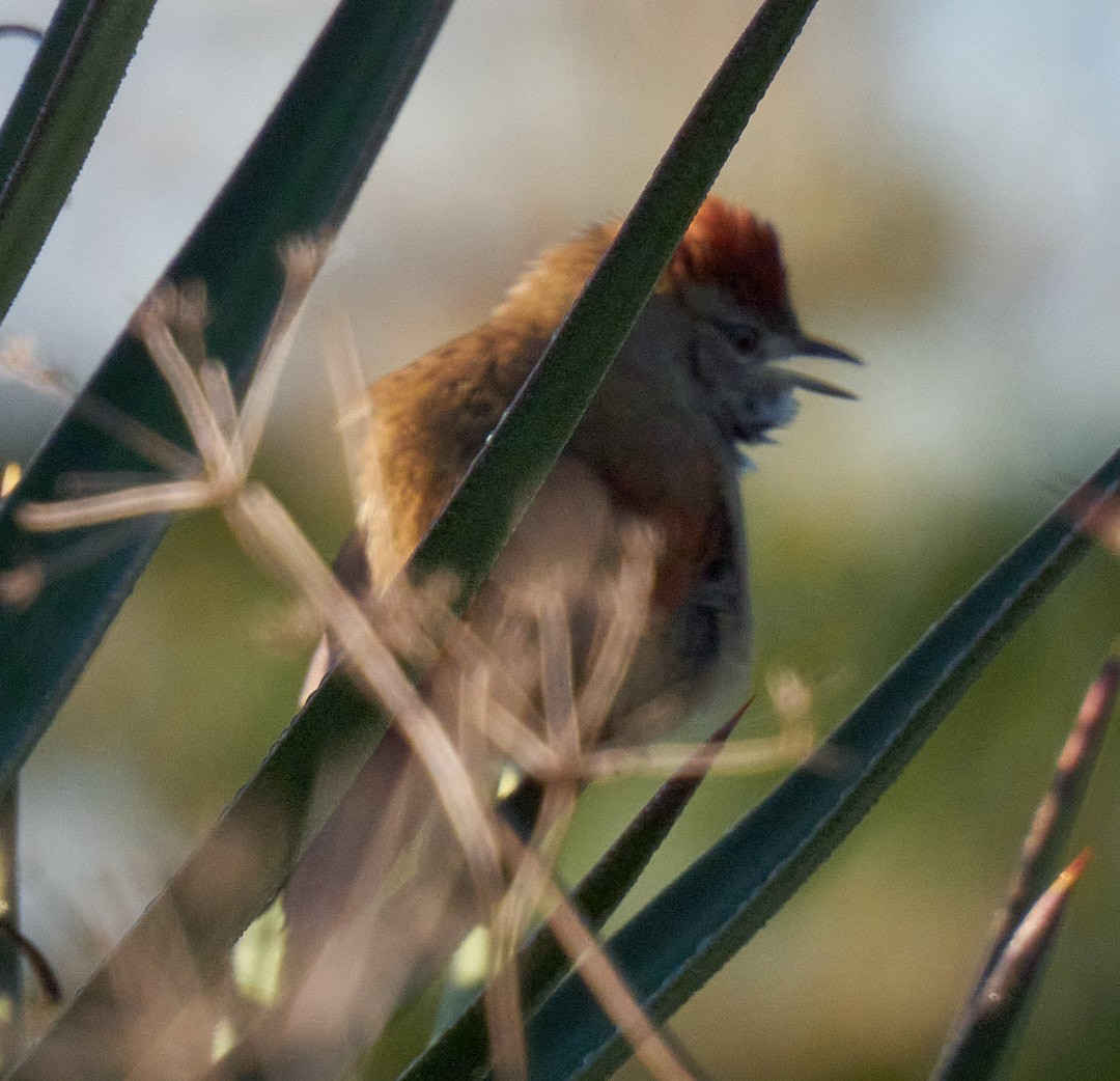 Sooty-fronted Spinetail - ML618958562