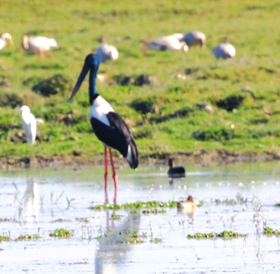Black-necked Stork - ML618958563
