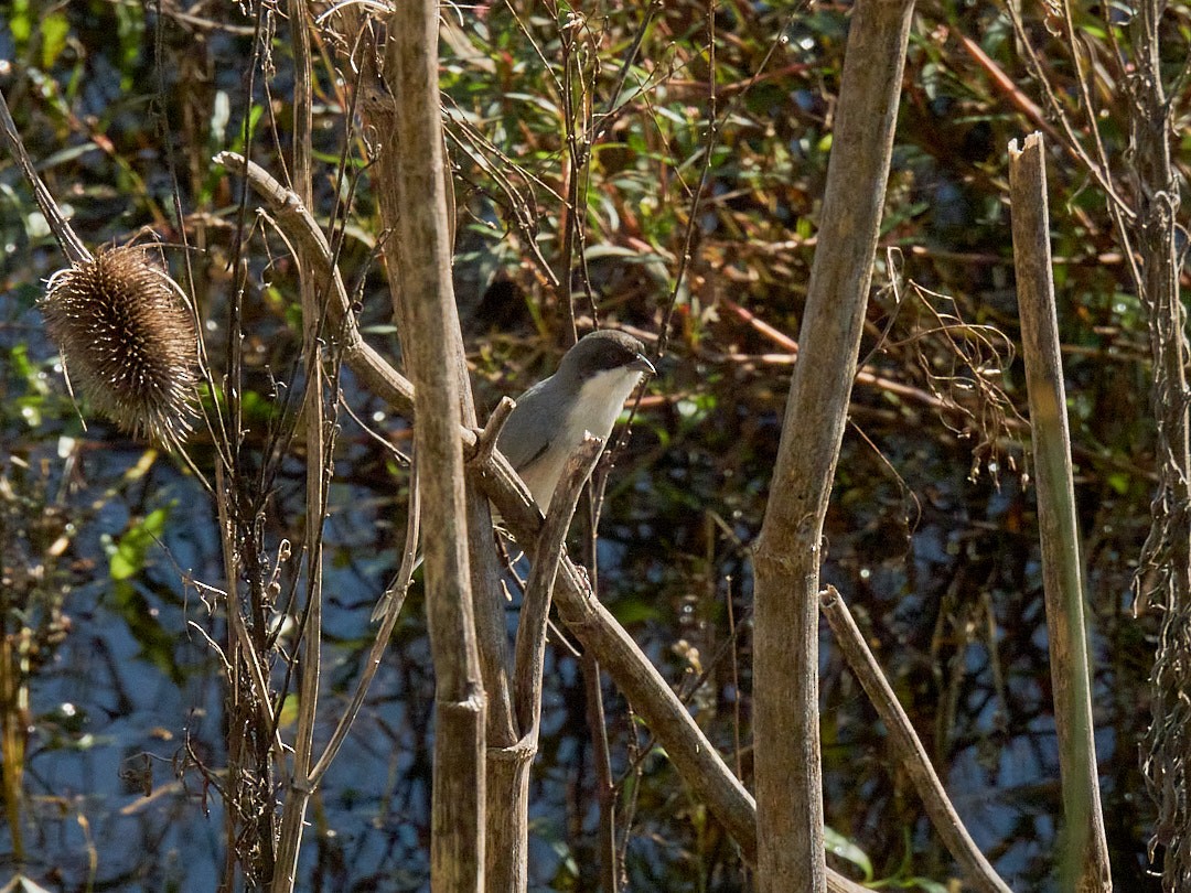Black-capped Warbling Finch - ML618958573