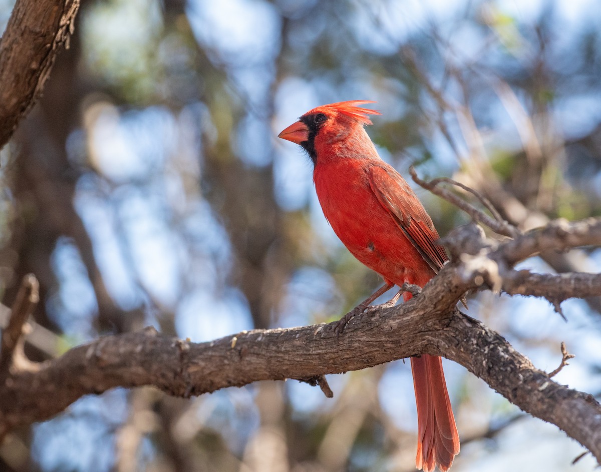Northern Cardinal (Common) - William Price