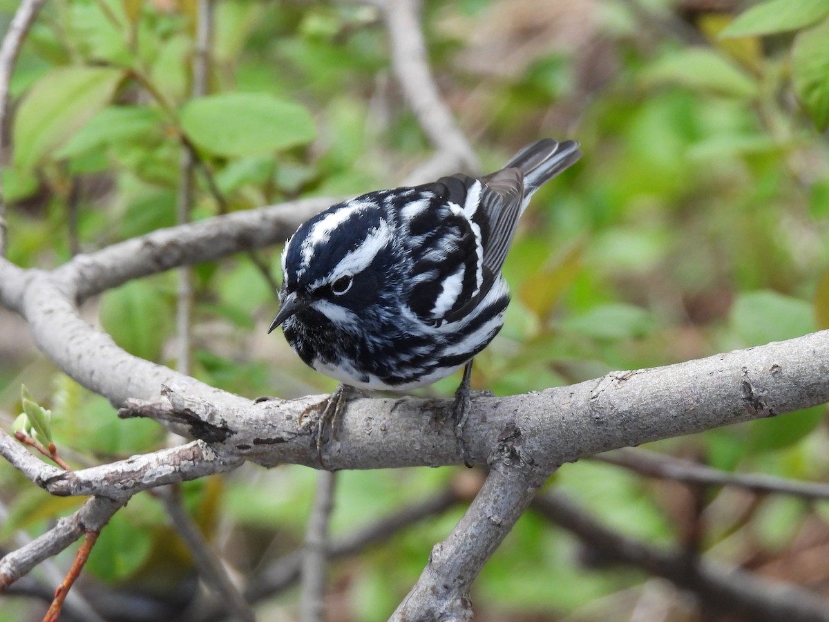 Black-and-white Warbler - ML618958582