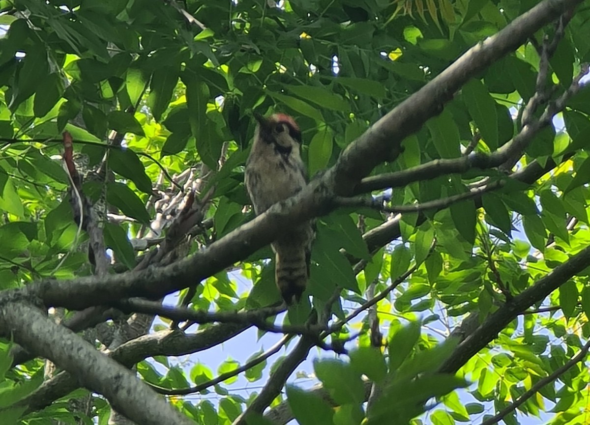 Lesser Spotted Woodpecker - ML618958600