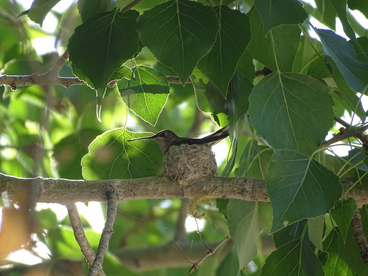 Black-chinned Hummingbird - ML618958630