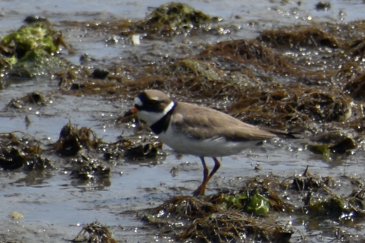 Semipalmated Plover - Will K