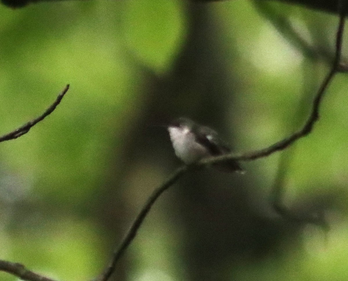 Ruby-throated Hummingbird - ML618958818