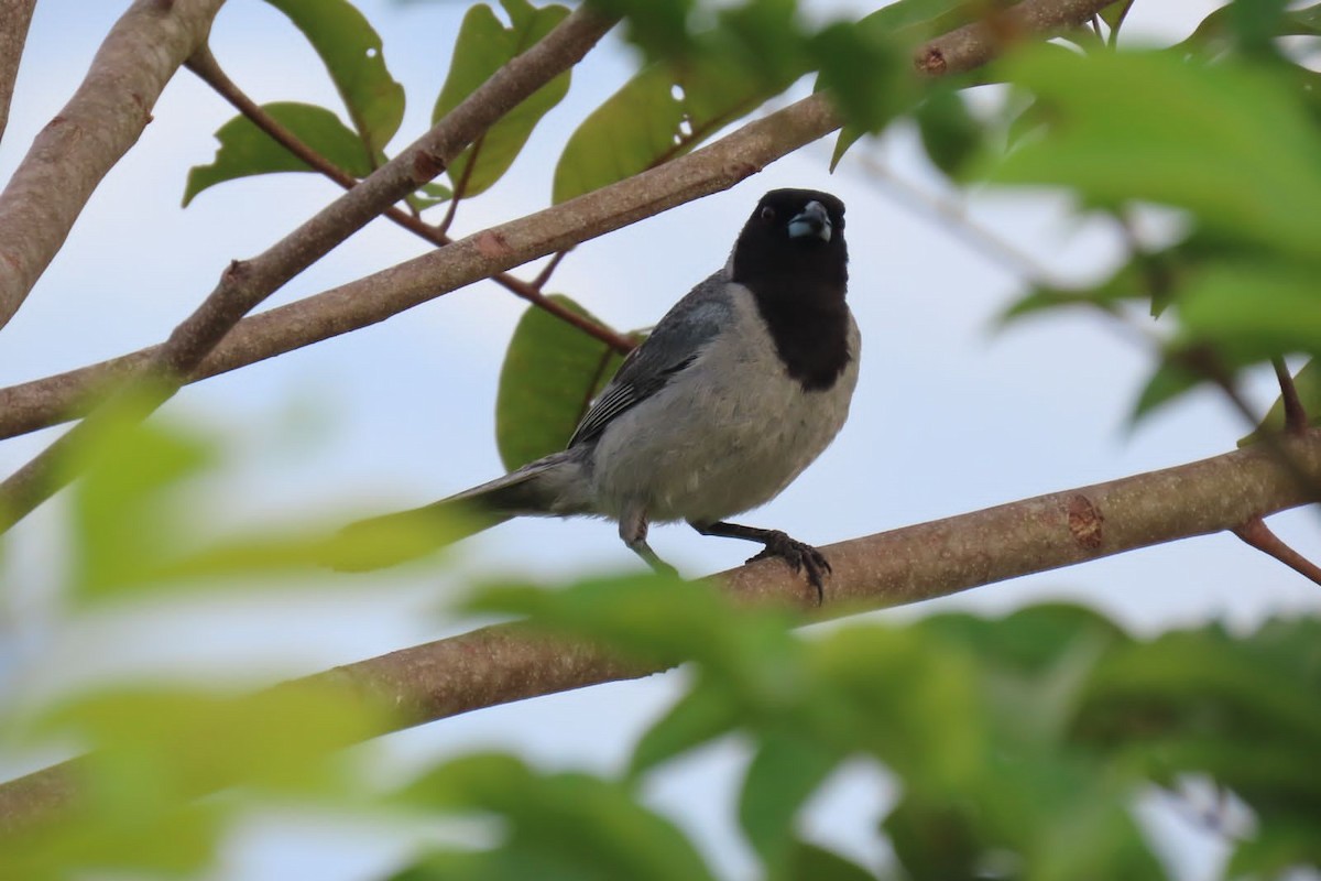 Black-faced Tanager - ML618958819