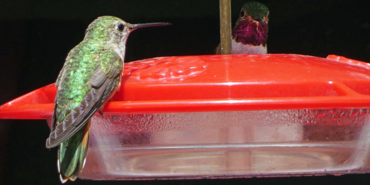 Broad-tailed Hummingbird - C Fred Zeillemaker