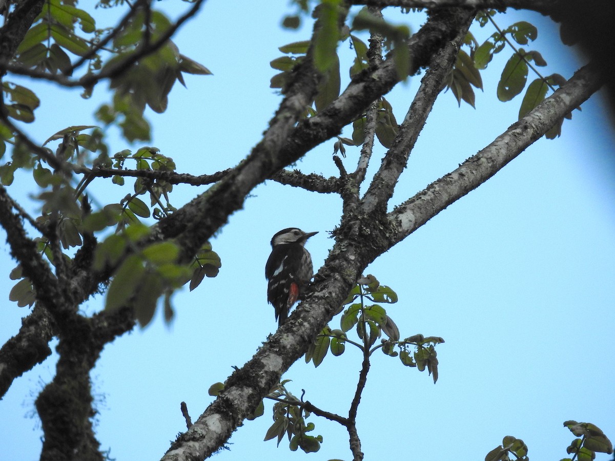 Necklaced Woodpecker - ML618958883