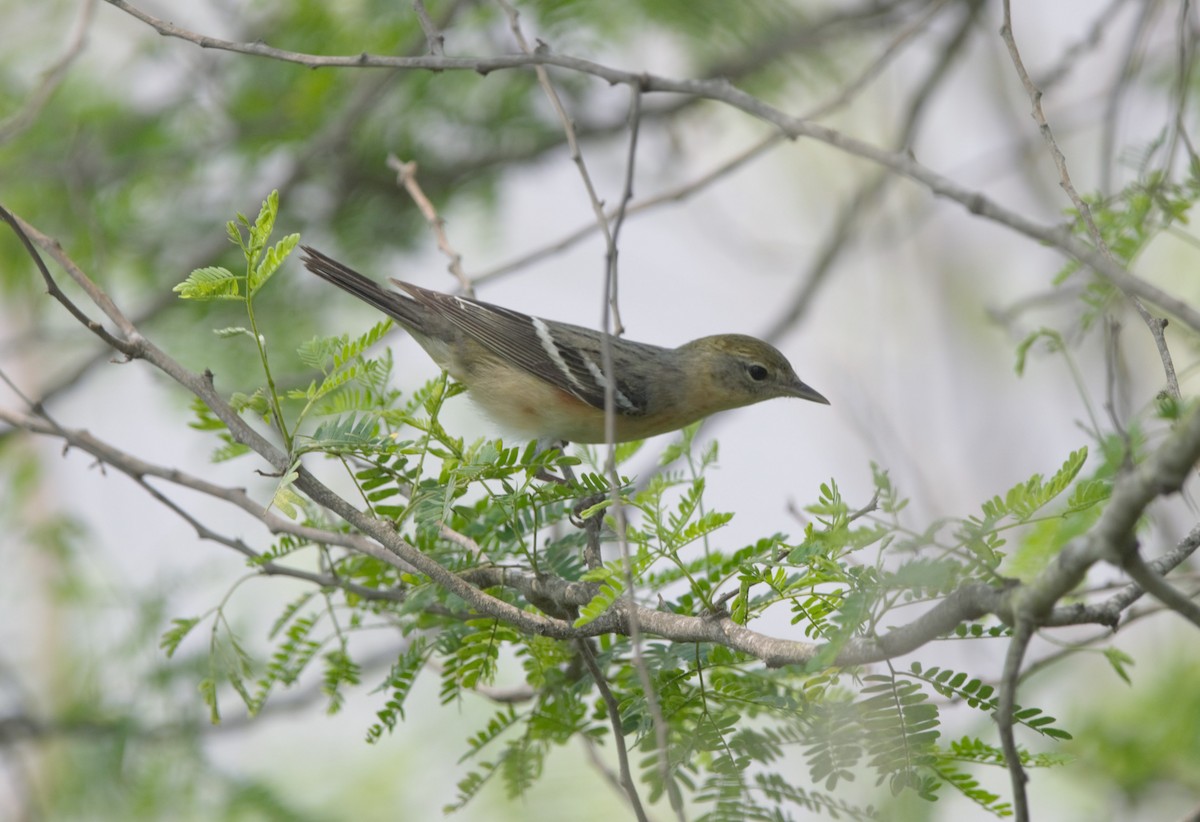 Bay-breasted Warbler - ML618958886