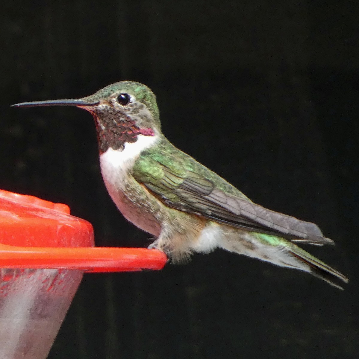 Broad-tailed Hummingbird - C Fred Zeillemaker