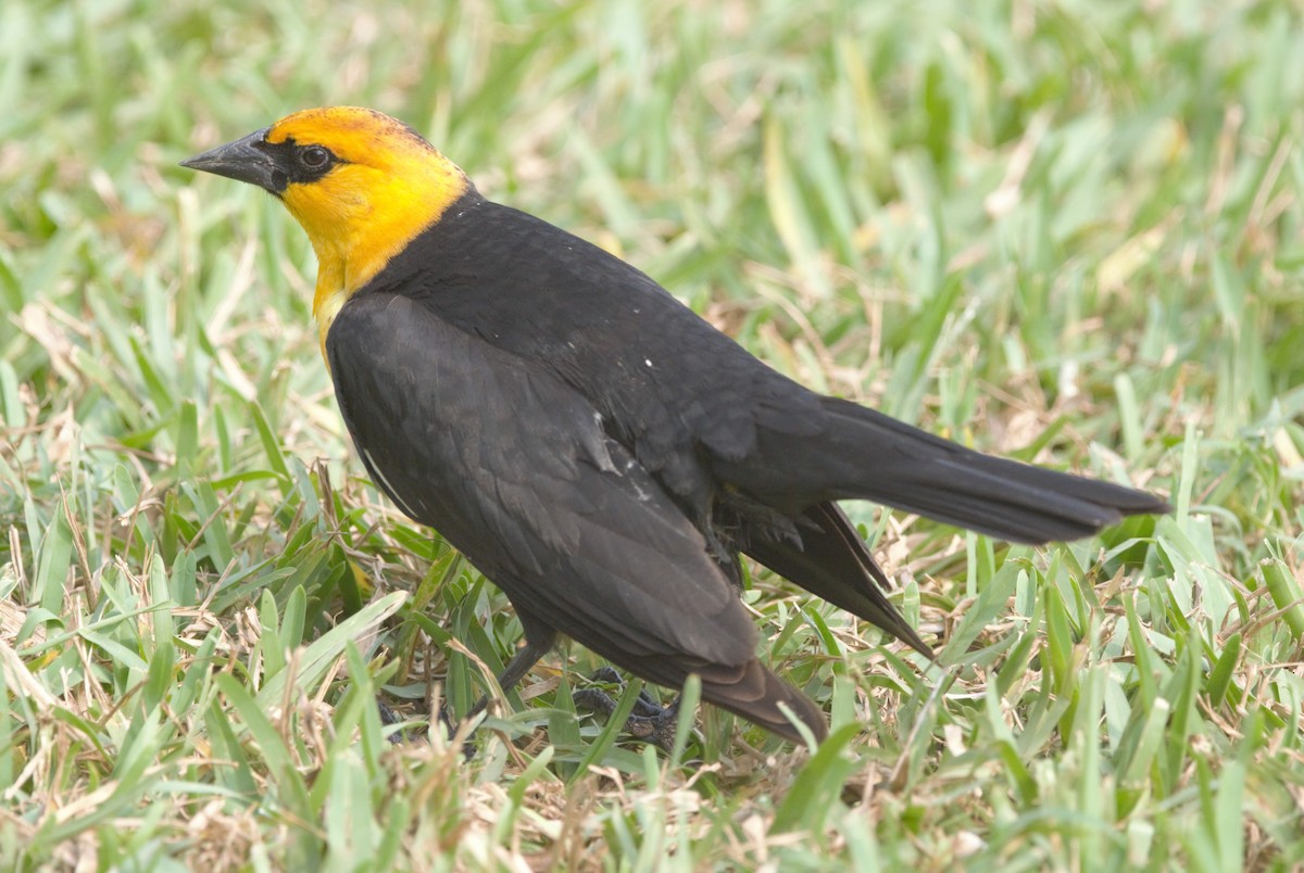 Yellow-headed Blackbird - ML618958899