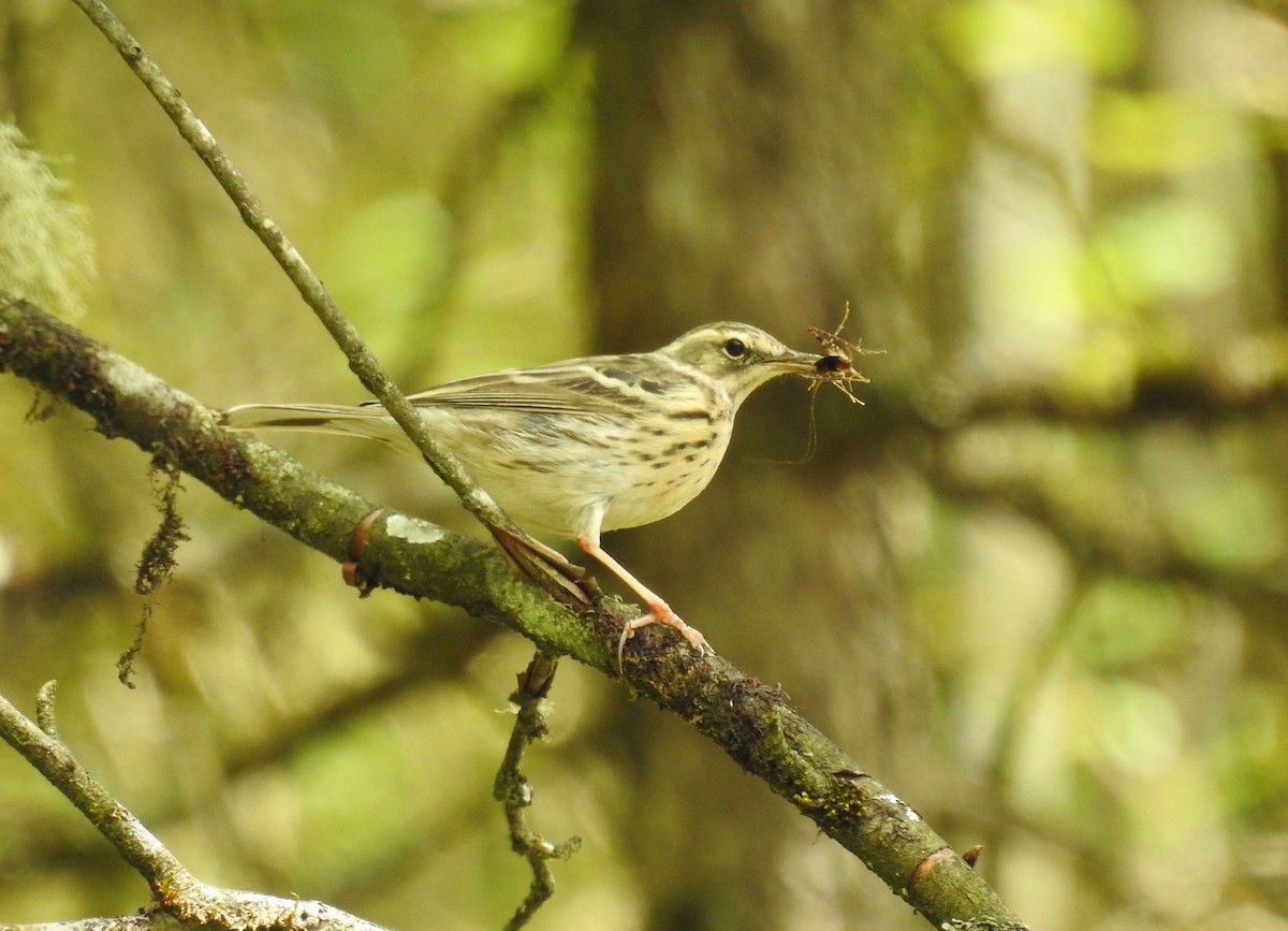Rosy Pipit - ML618958927