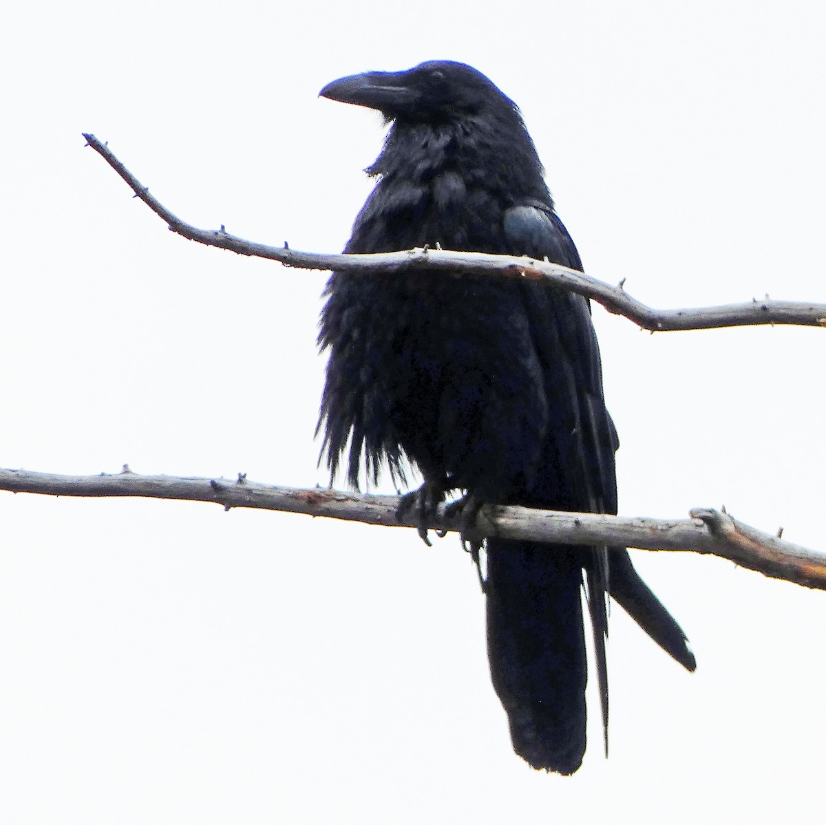 Common Raven - C Fred Zeillemaker