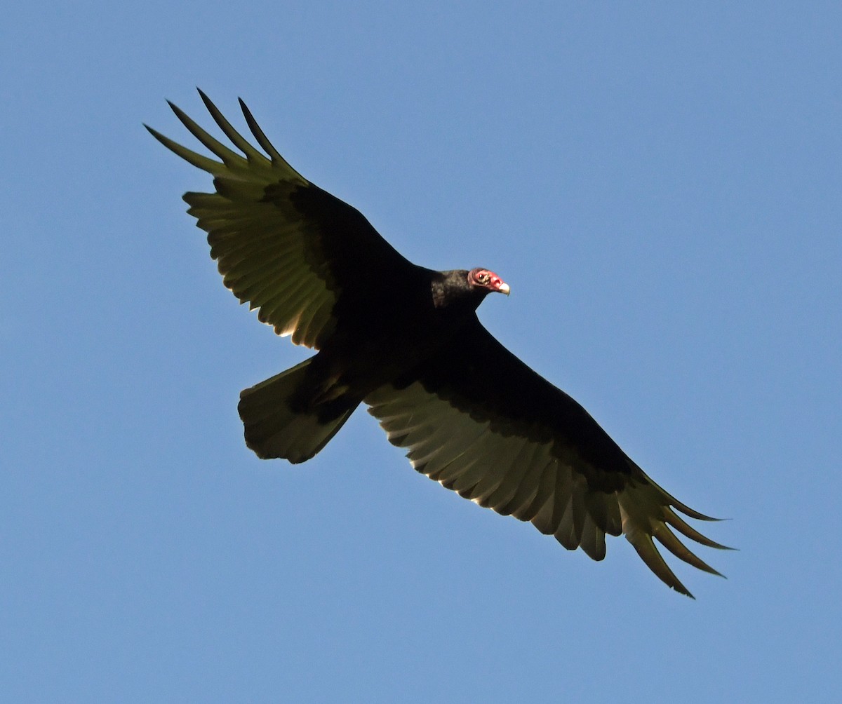 Turkey Vulture - Connie Galey