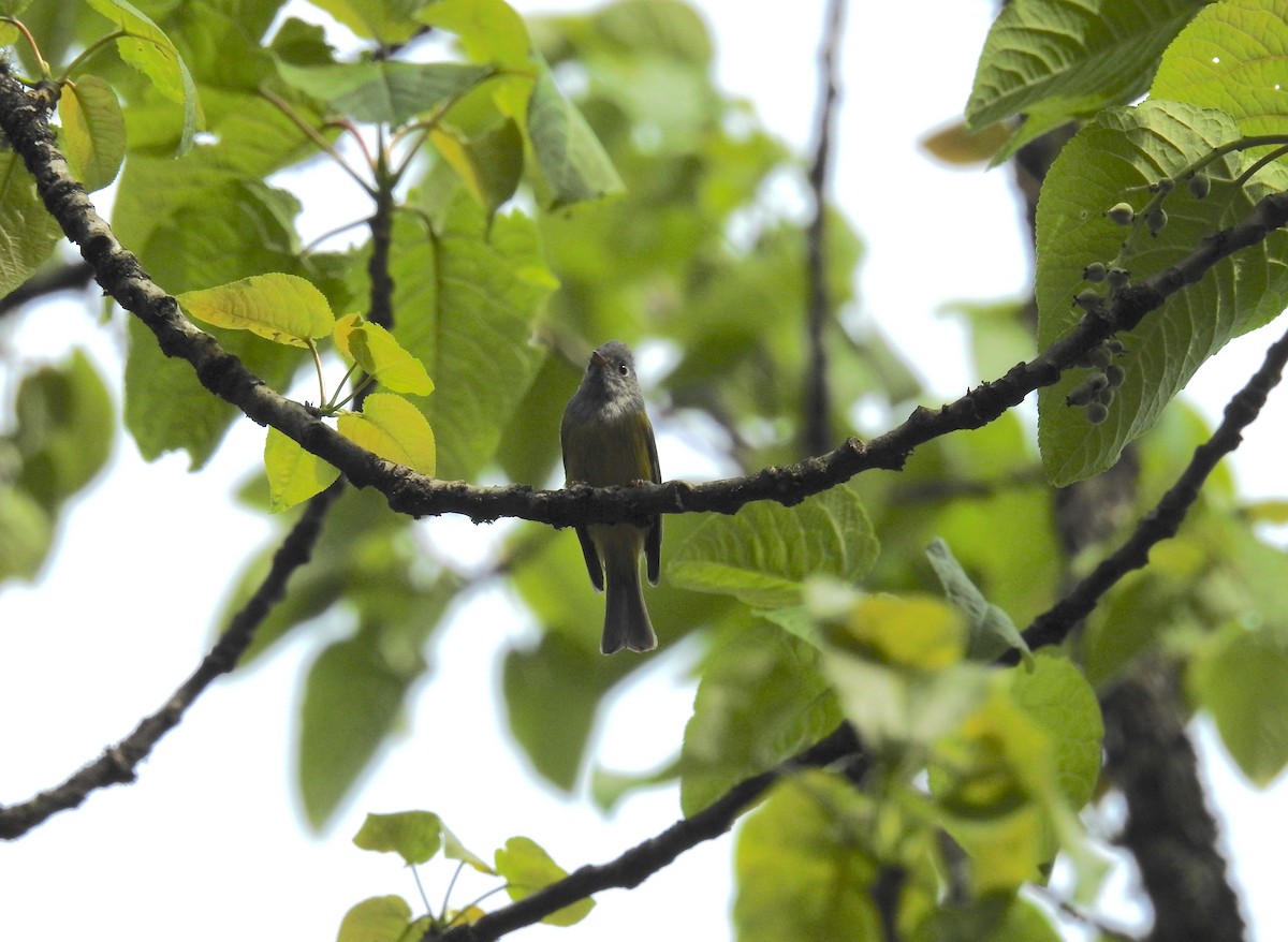Gray-headed Canary-Flycatcher - Oliver Tan