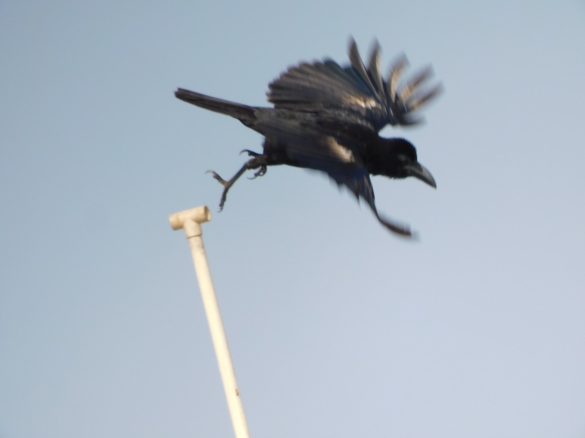 Large-billed Crow - Gayathri Mukunda