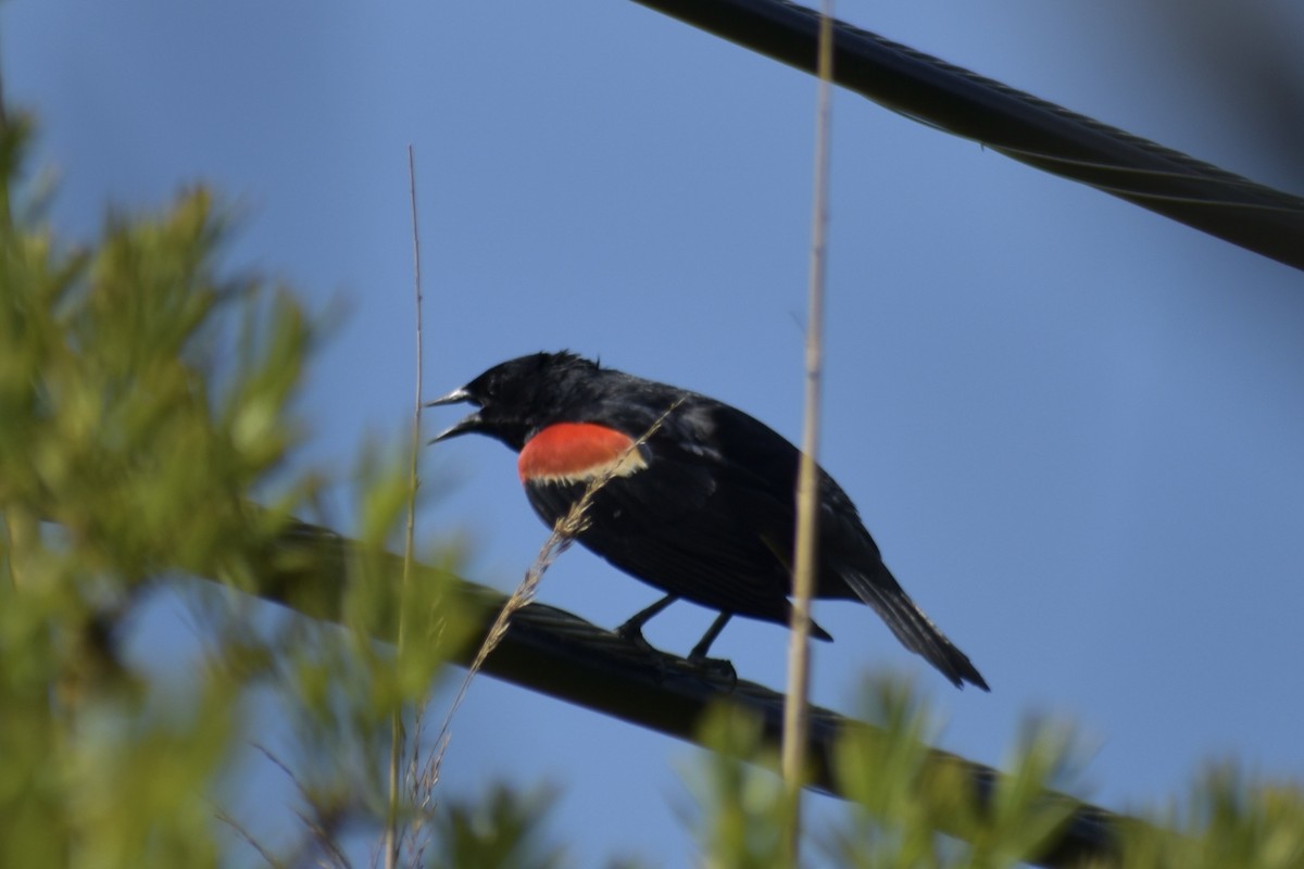 Red-winged Blackbird - ML618959029