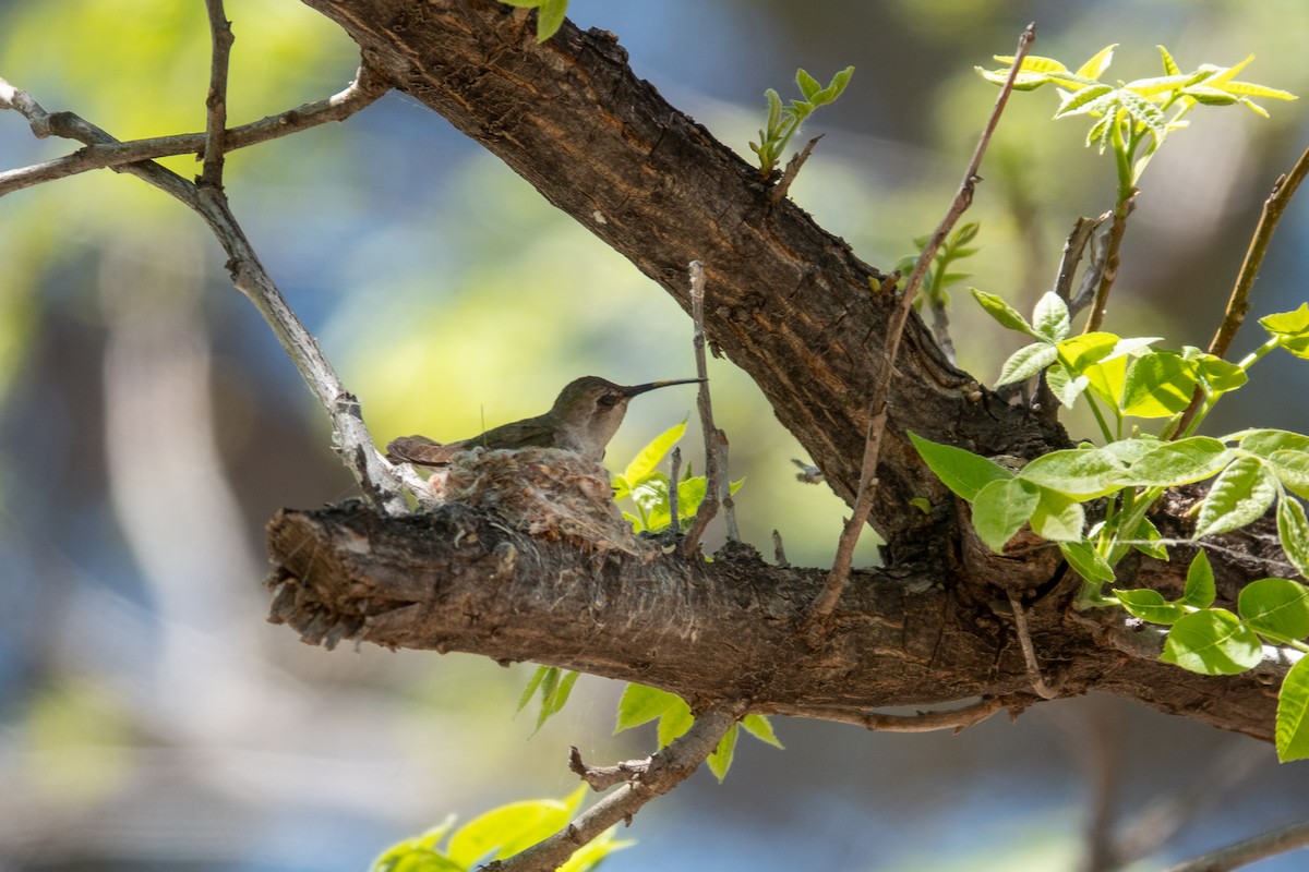 Costa's Hummingbird - ML618959048