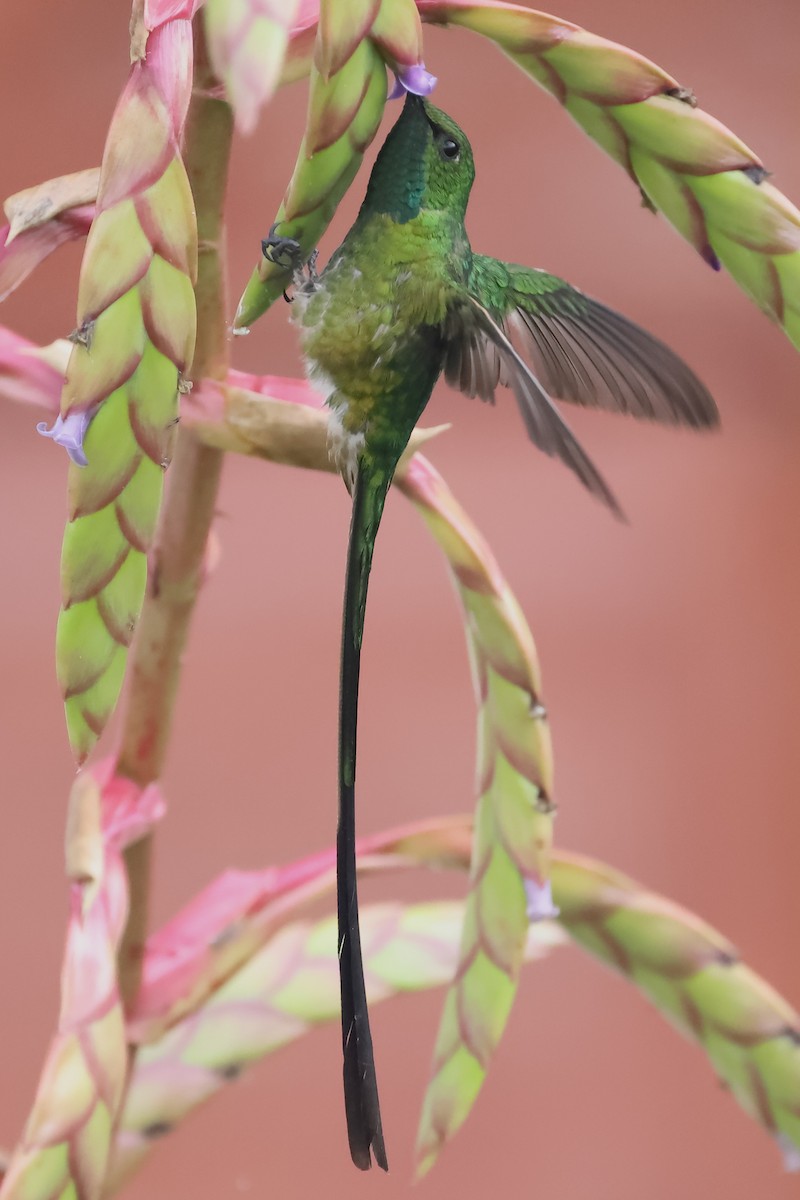 Yeşil Kuyruklu Kolibri - ML618959049