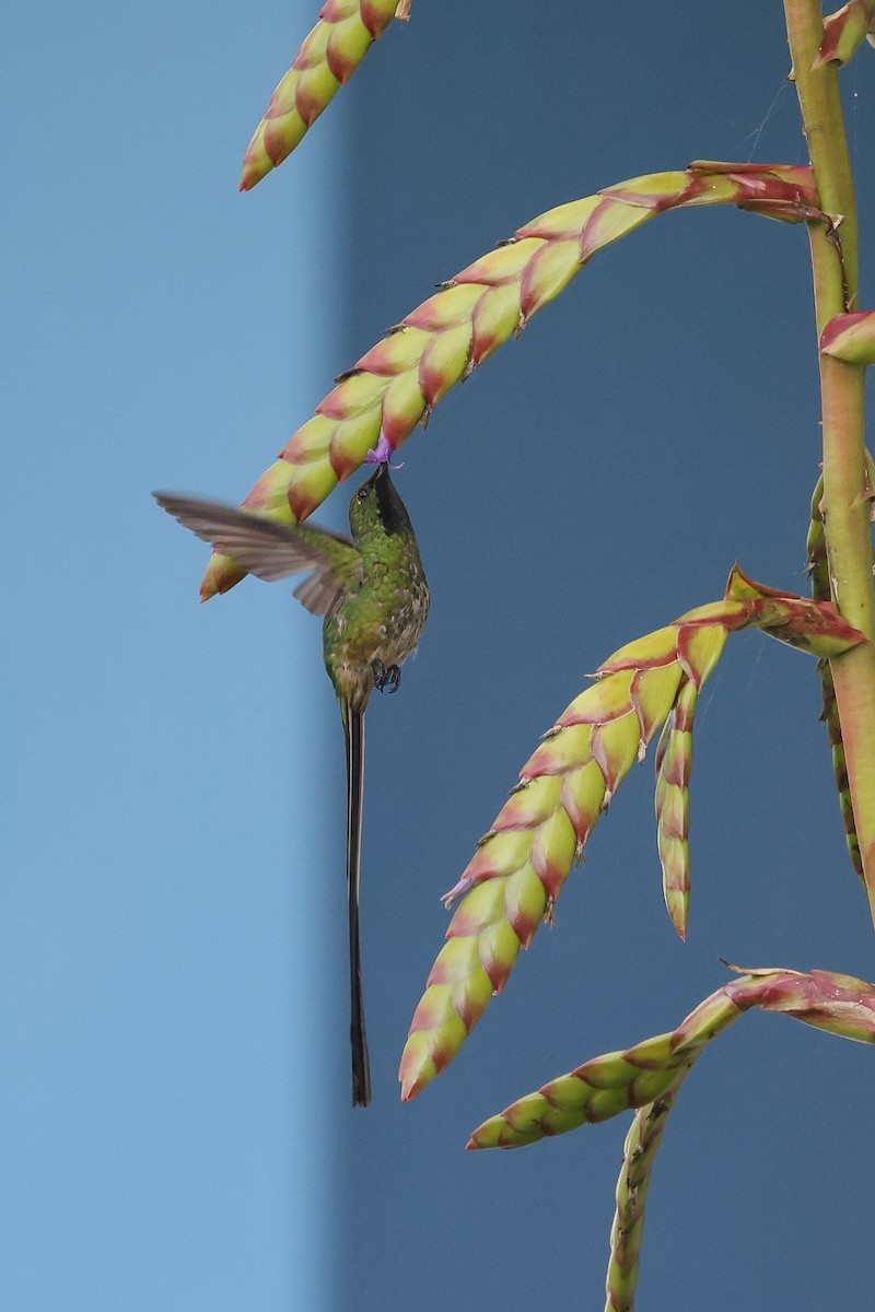 Yeşil Kuyruklu Kolibri - ML618959050