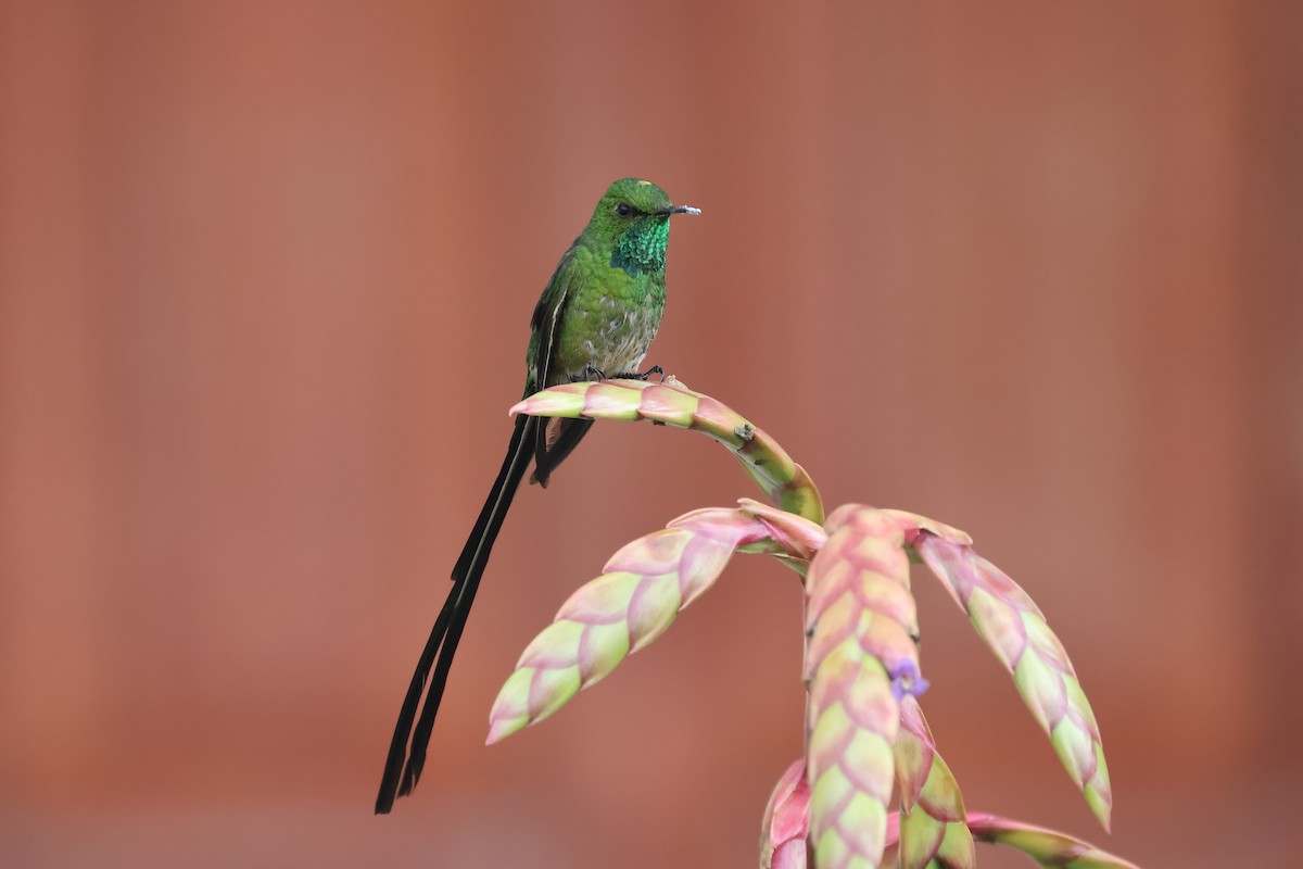 Yeşil Kuyruklu Kolibri - ML618959054