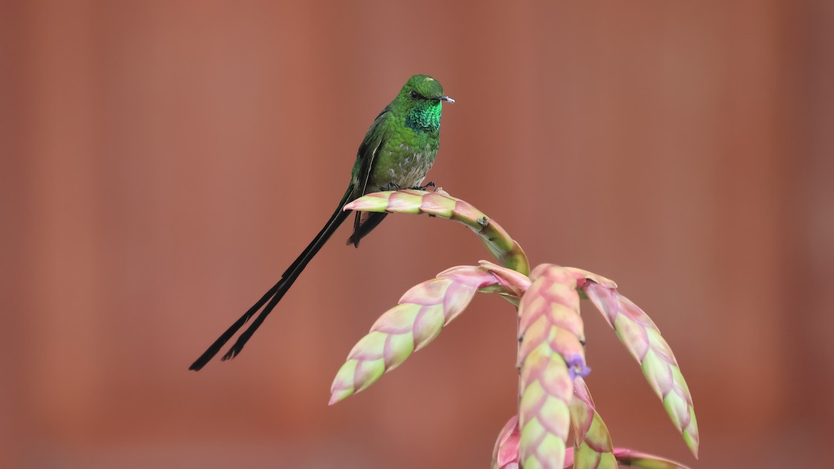 Yeşil Kuyruklu Kolibri - ML618959055