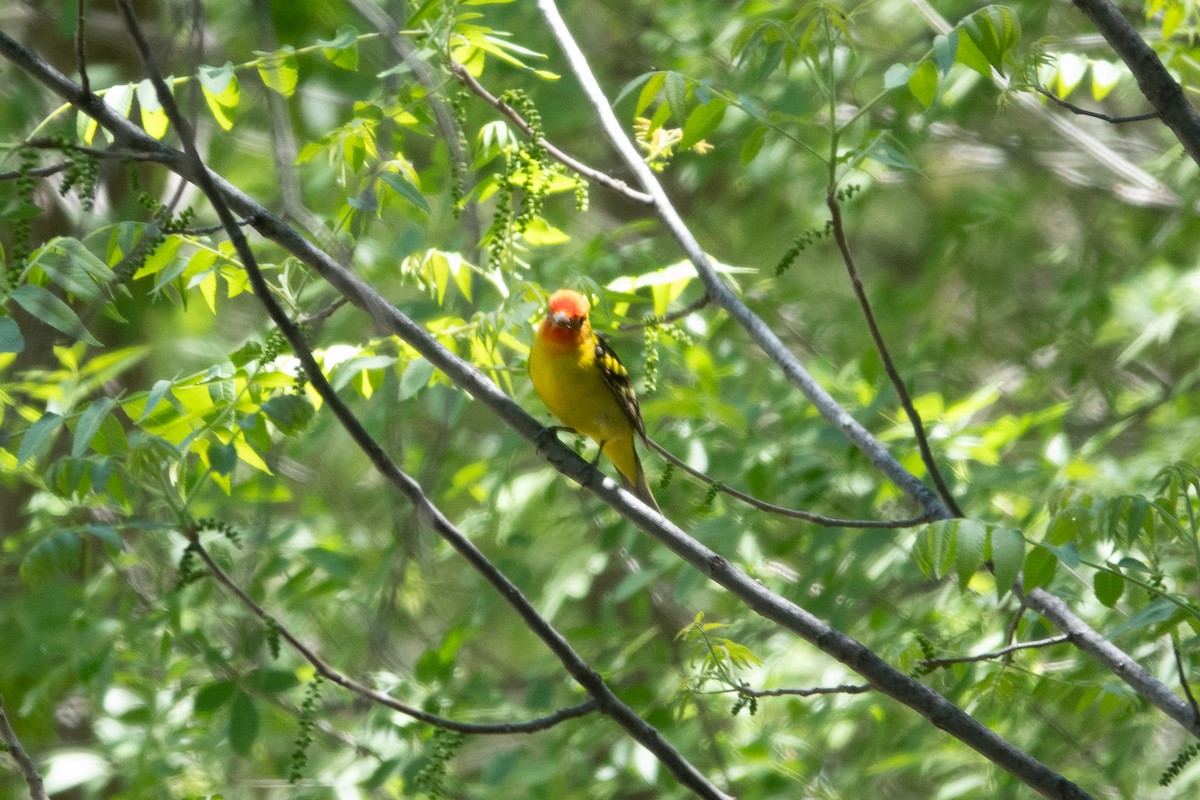 Western Tanager - ML618959094