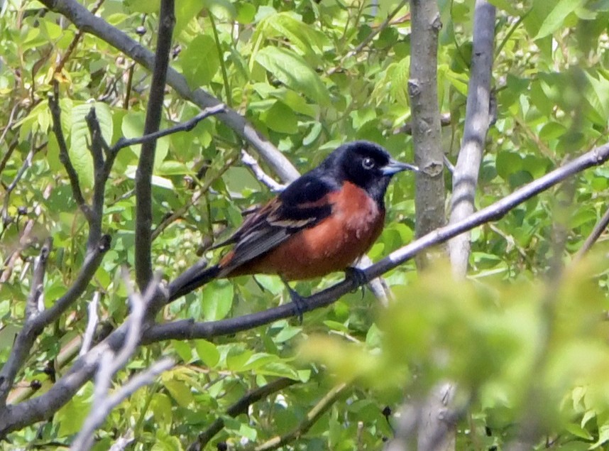 Orchard Oriole - ML618959104