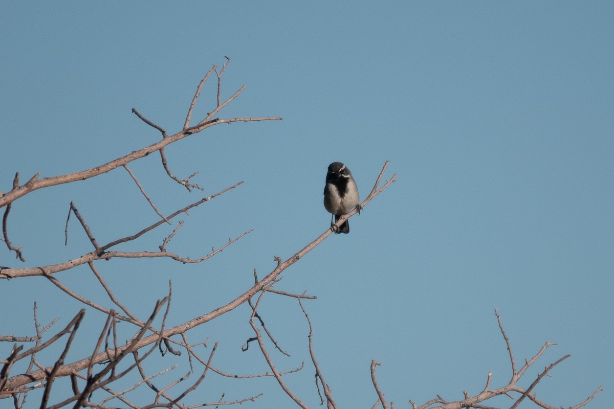 Black-throated Sparrow - ML618959117