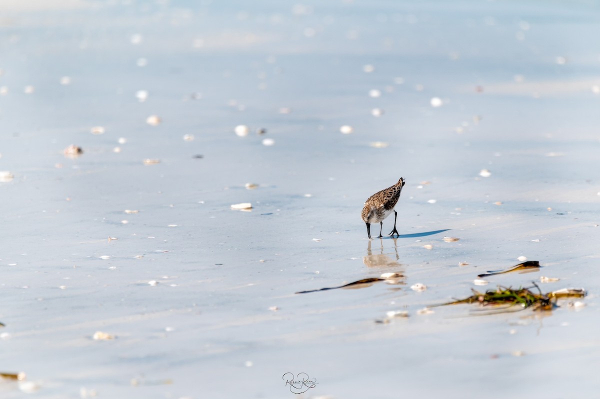 Western Sandpiper - Mary Alice Curtiss