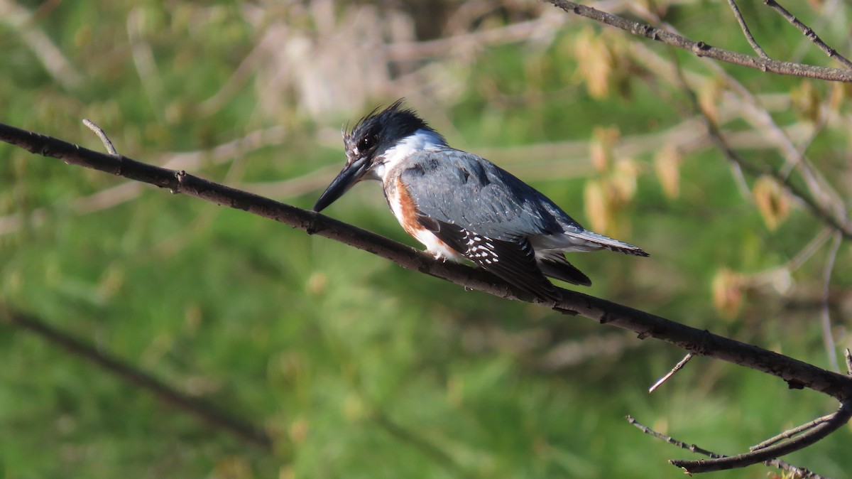 Belted Kingfisher - ML618959154