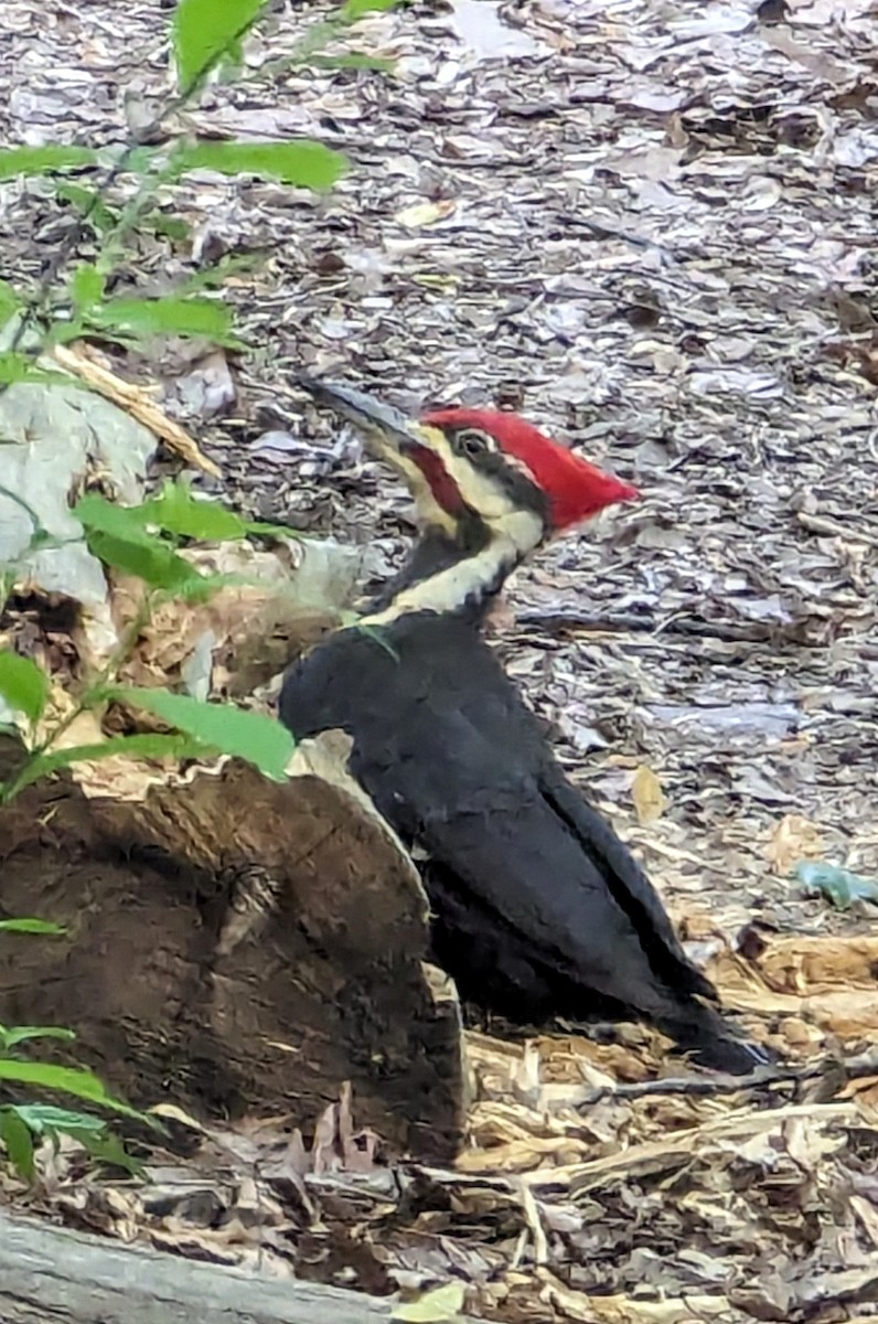 Pileated Woodpecker - ML618959182