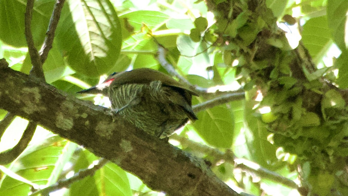 Gray-crowned Woodpecker - ML618959186