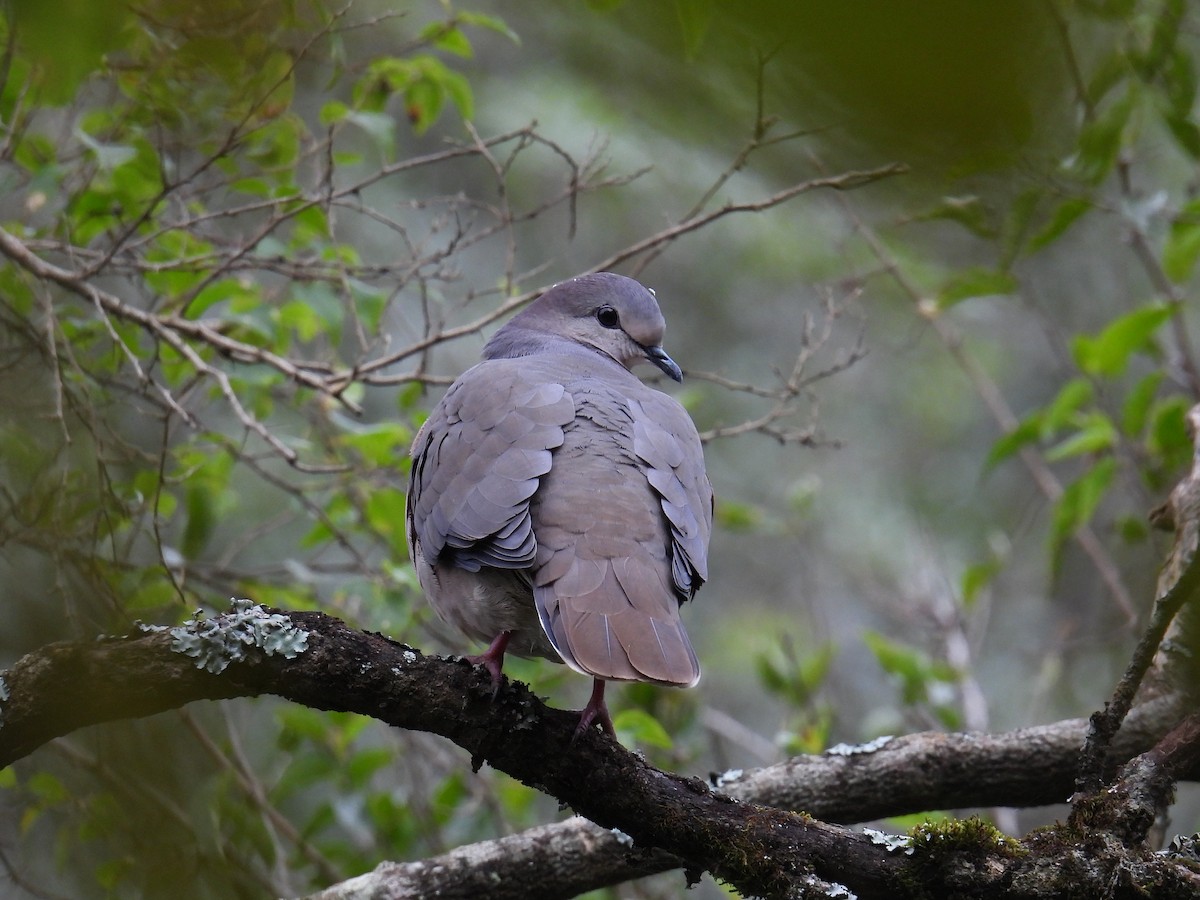 Large-tailed Dove - ML618959266