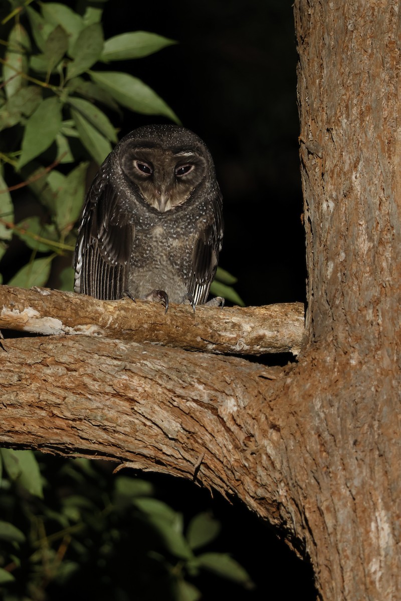 Sooty Owl (Greater) - ML618959272