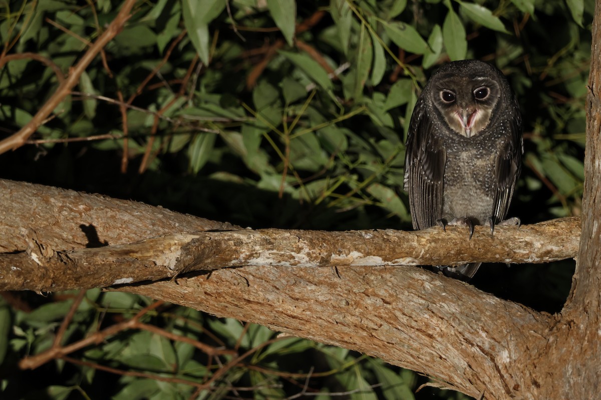Sooty Owl (Greater) - ML618959273