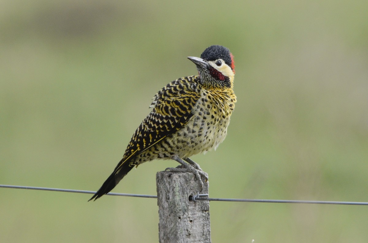 Green-barred Woodpecker - ML618959297