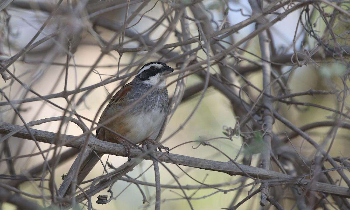 Stripe-headed Sparrow - ML618959330