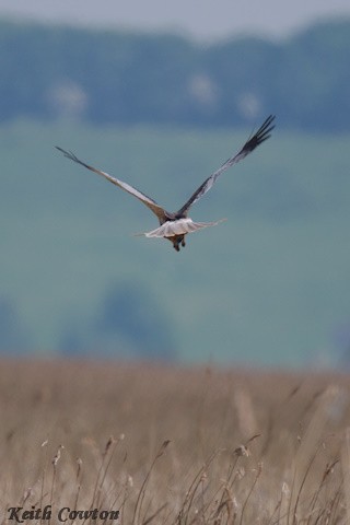 Western Marsh Harrier - Keith Cowton
