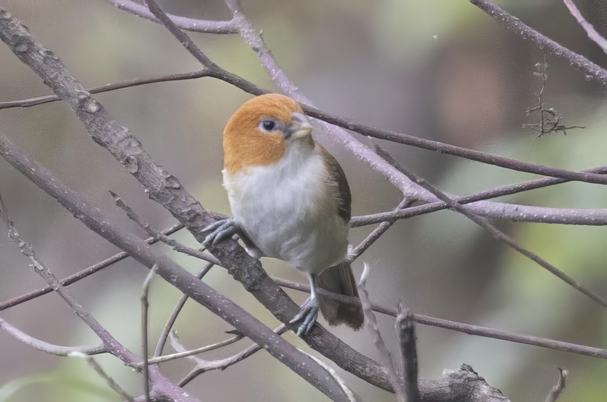 White-breasted Parrotbill - Robert Lewis