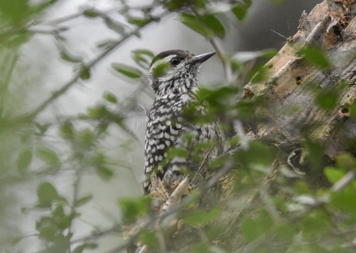 Checkered Woodpecker - ML618959368